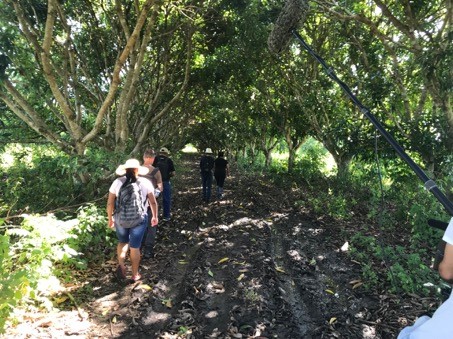 Mango plantation in Cuba, Students are walking a way between Mangotrees
