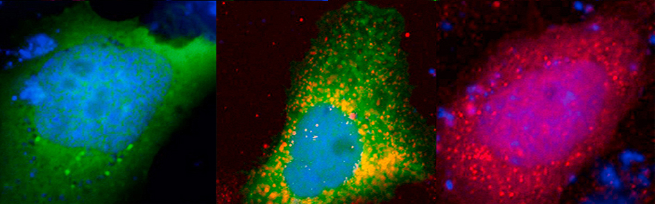 Molecular Biology and Fish Genetics