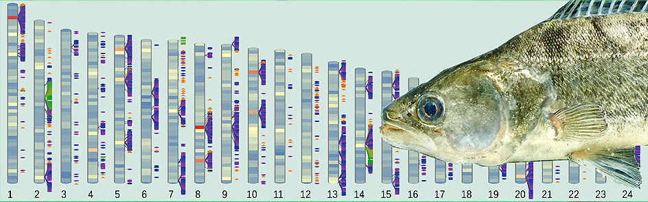 Molekularbiologie und Genetik der Fische