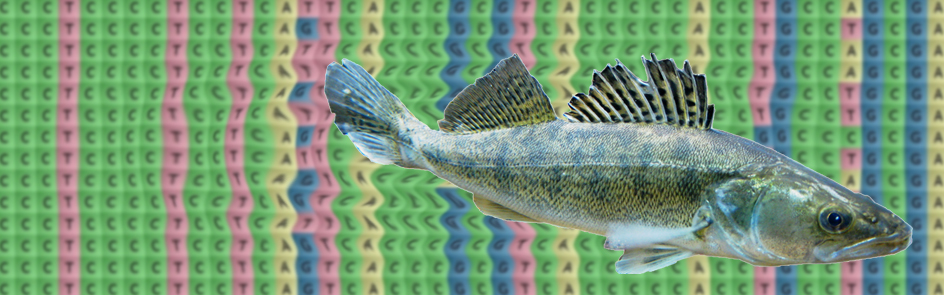 Molekularbiologie und Genetik der Fische