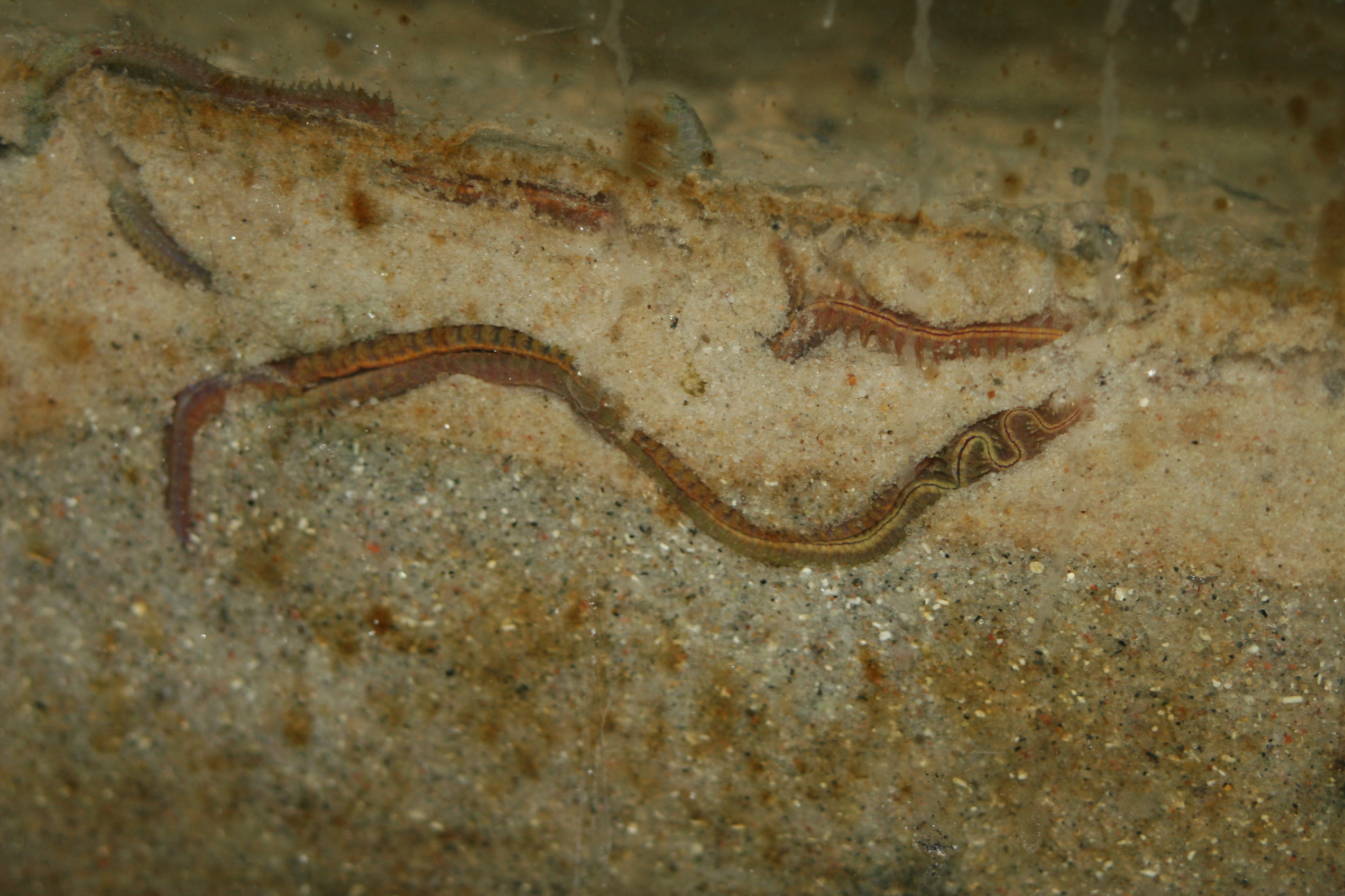 Da ist der Wurm drin… über den Einsatz und Nutzen von Würmern in der