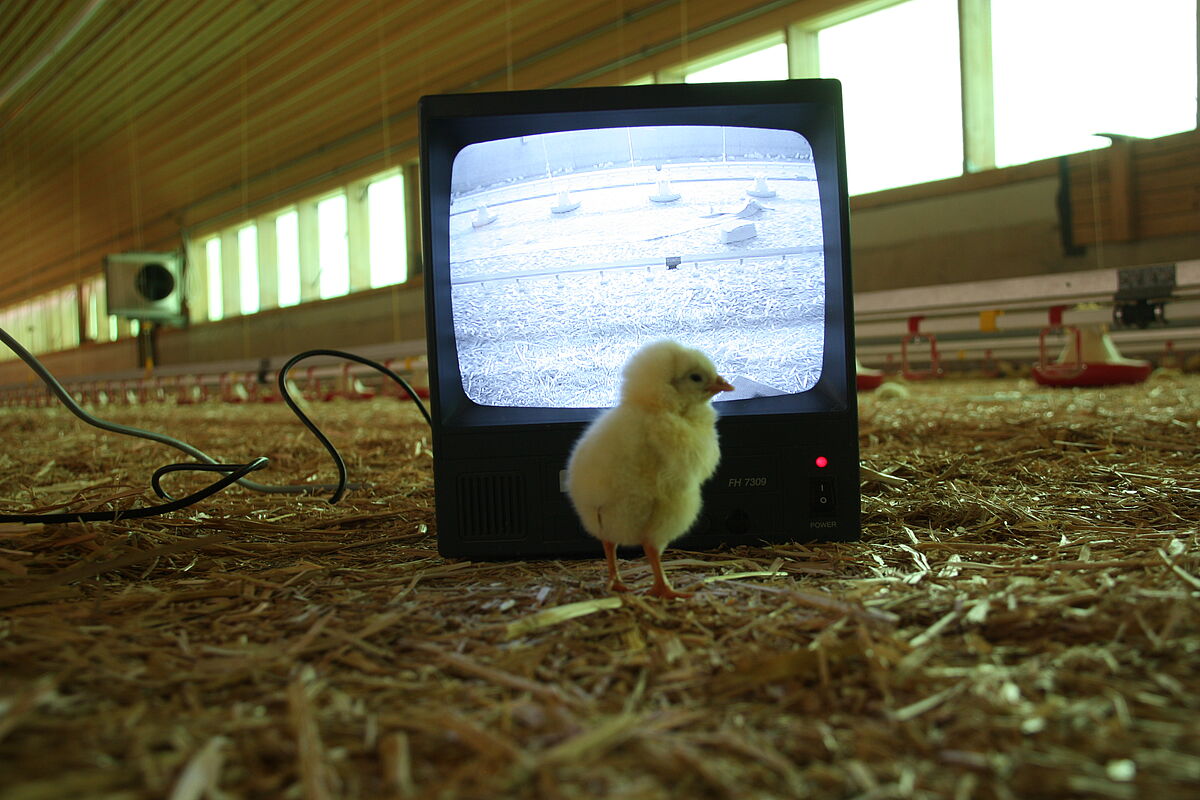 Umfrage im MuD Tierschutz-Projekt "Verbesserung des Tierschutzes in der Masthühnerhaltung"