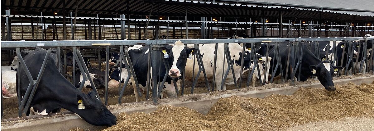 Infektionsepidemiologie bei landwirtschaftlichen Nutztieren