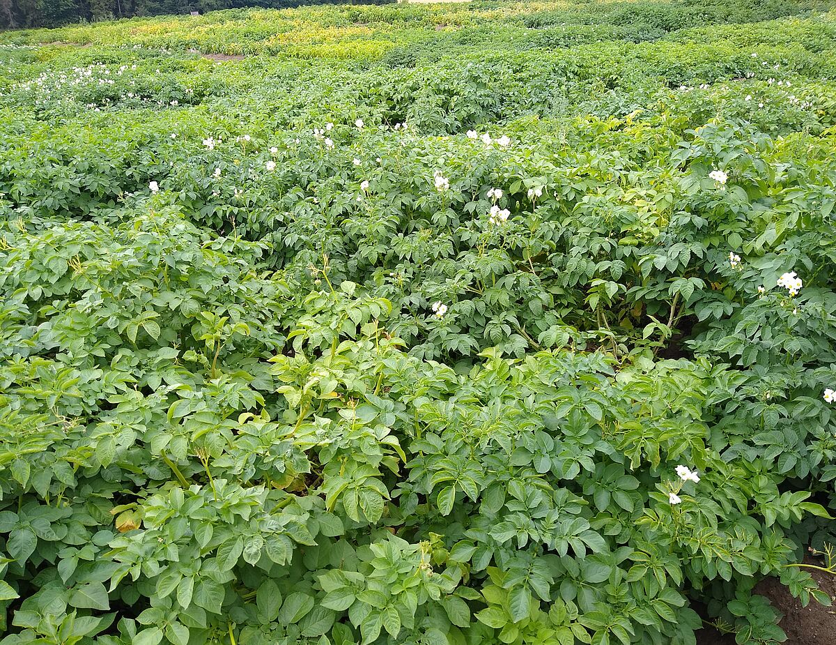 Field with flowering potato plants