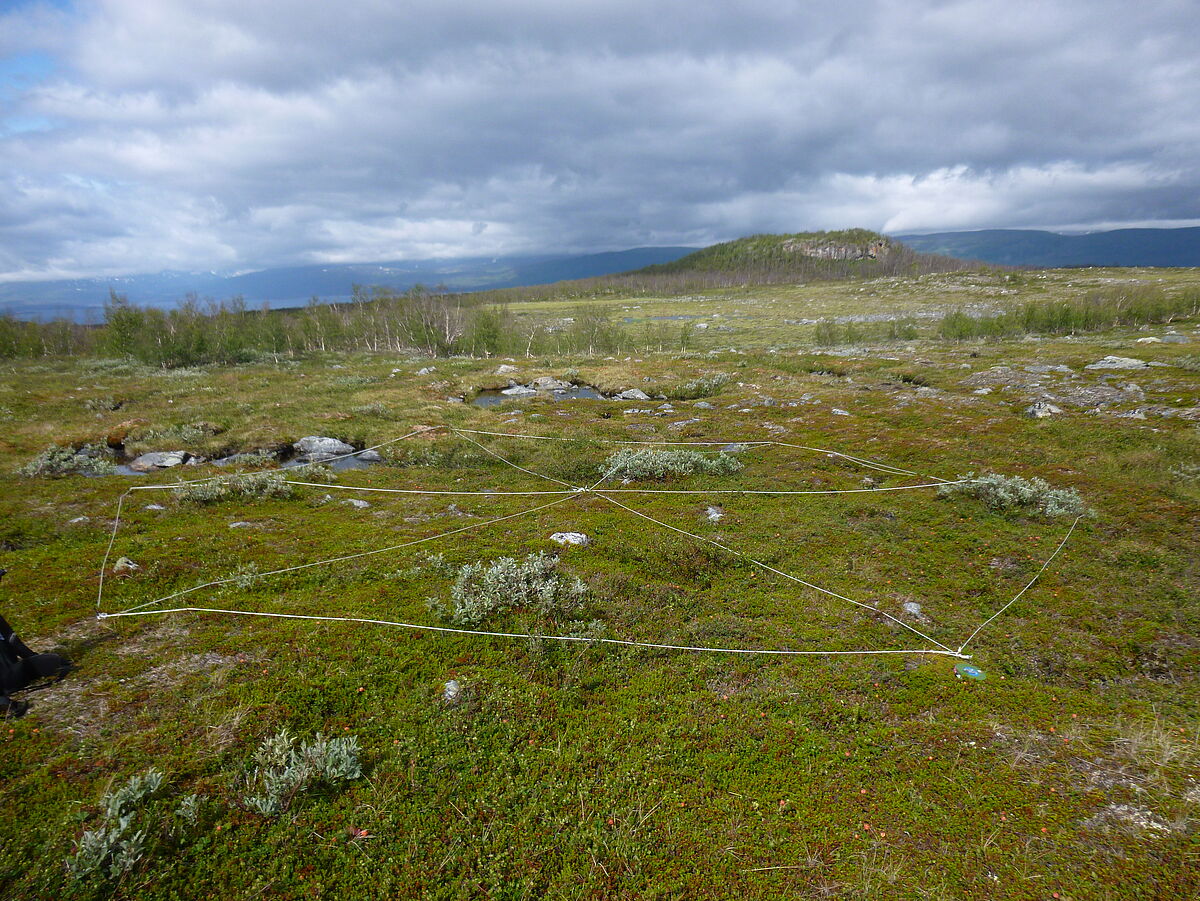 Untersuchung der Vegetationsentwicklung in der nordschwedischen Tundra