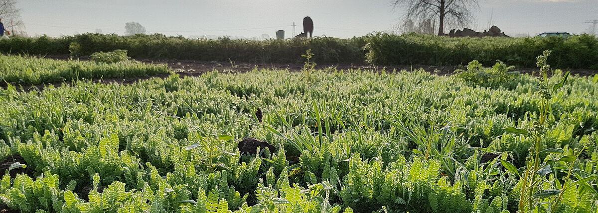 Professur Boden-wissenschaften
