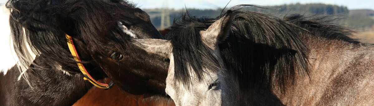 Professorship Animal Health and Animal Welfare