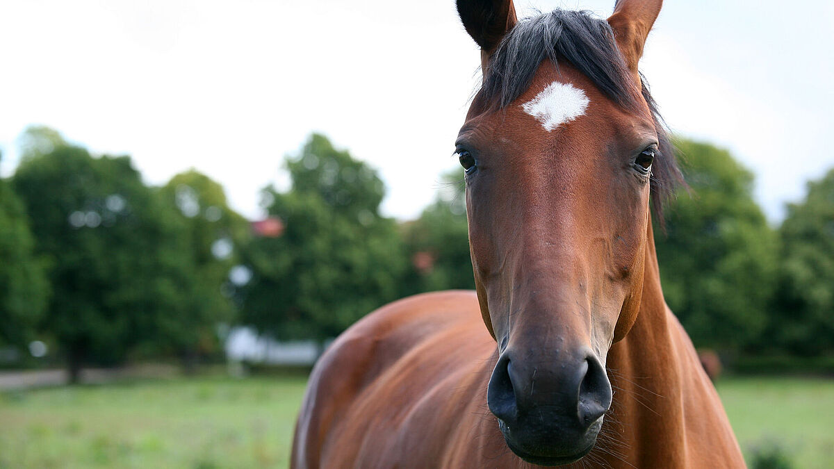 Aminohorse