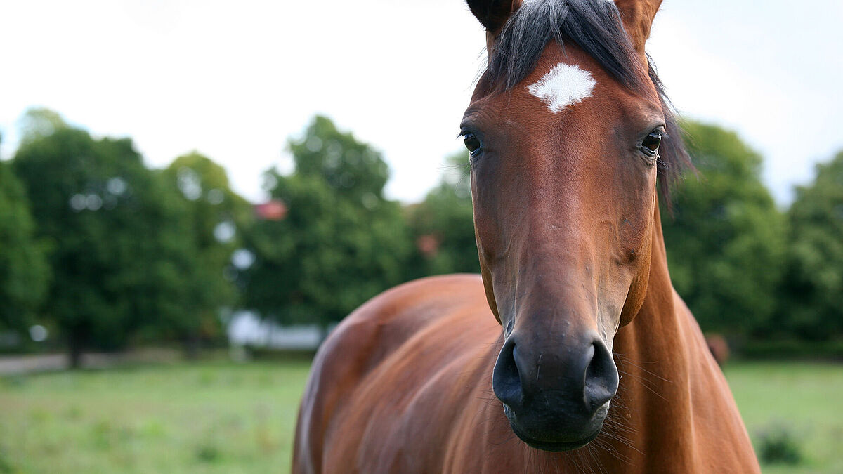 Aminohorse
