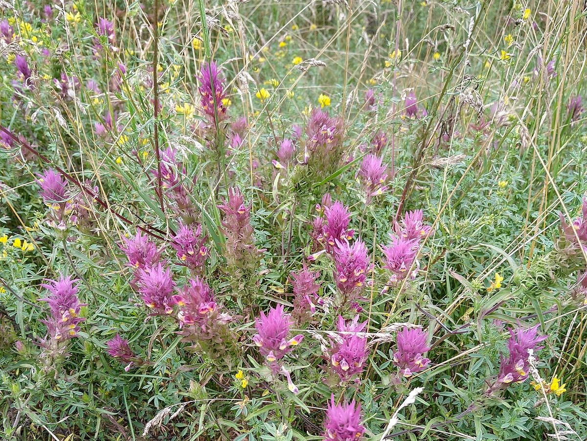 Melampyrum_arvense_(Foto: B. Schröder)