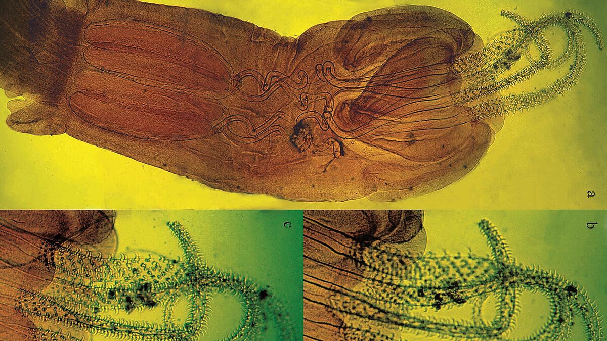 Aquatische Parasitologie