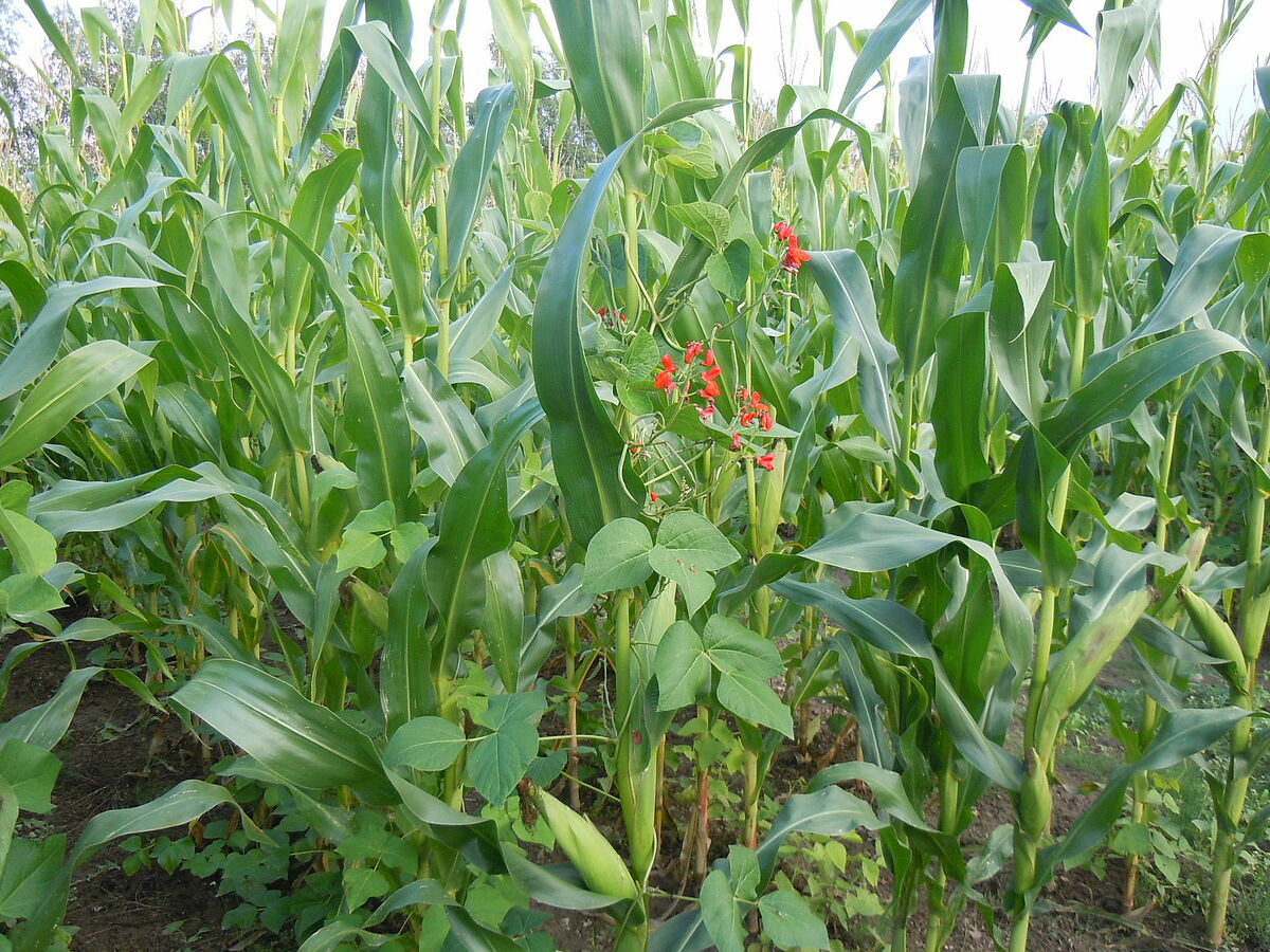 Close-up of our trial "Maize and bean in mixed cropping". The red flowers of the bean are clearly visible.