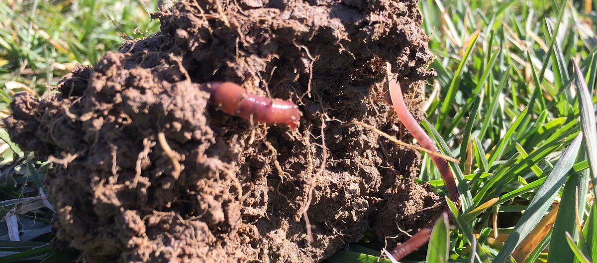 Professur Boden-wissenschaften