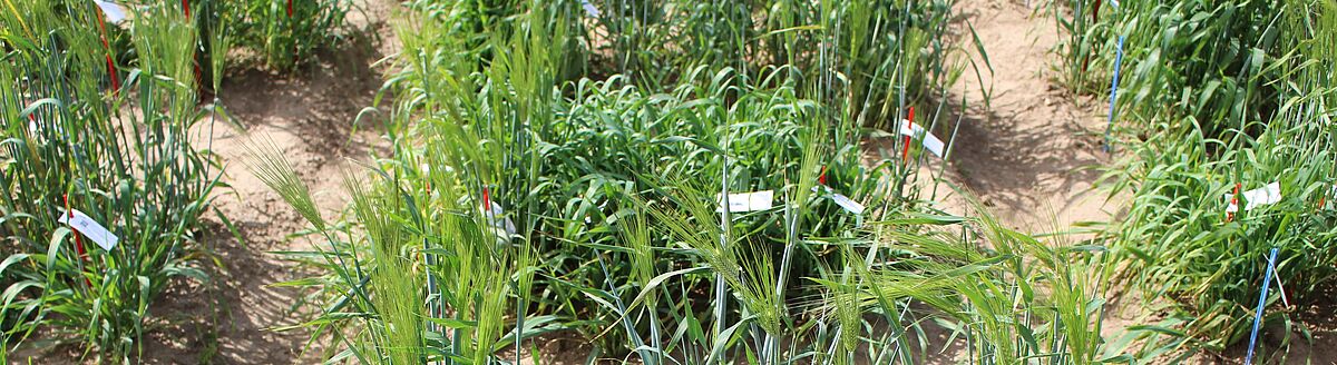 Field with young barley plants. Small flags characterise different varieties.